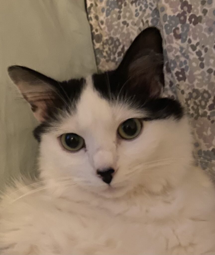 Anthem First Look 2024